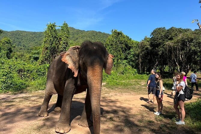 Ethical Elephant Watching Tour From Bangkok & Pattaya - Key highlights worth planning around