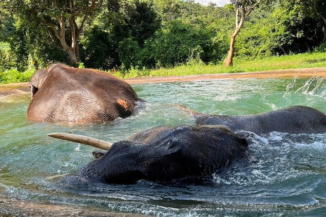 Ethical Elephant Watching Tour From Bangkok & Pattaya - Ethical elephant watching from Bangkok to Pattaya: what you’re actually buying
