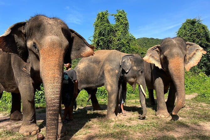 Ethical Elephant Watching Tour From Bangkok & Pattaya - Getting picked up: how to avoid the most common hassle