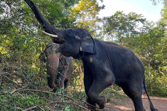 Ethical Elephant Watching Tour From Bangkok & Pattaya - Small group energy: what a max of 15 people changes