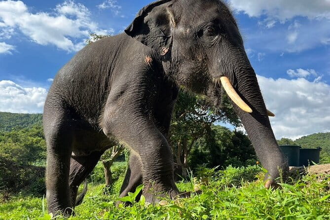 Ethical Elephant Watching Tour From Bangkok & Pattaya - The 8-hour schedule: timing, travel time, and why it matters