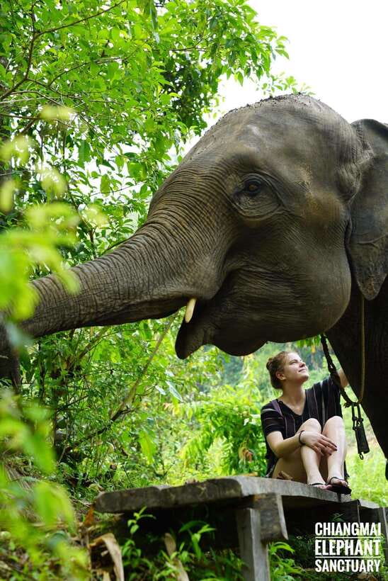 Exclusive experience half day with family giant animals - Key things to know before you go