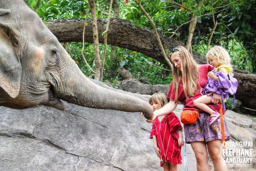 Exclusive experience half day with family giant animals - The jungle waterfall stop, plus breathing time away from the elephants