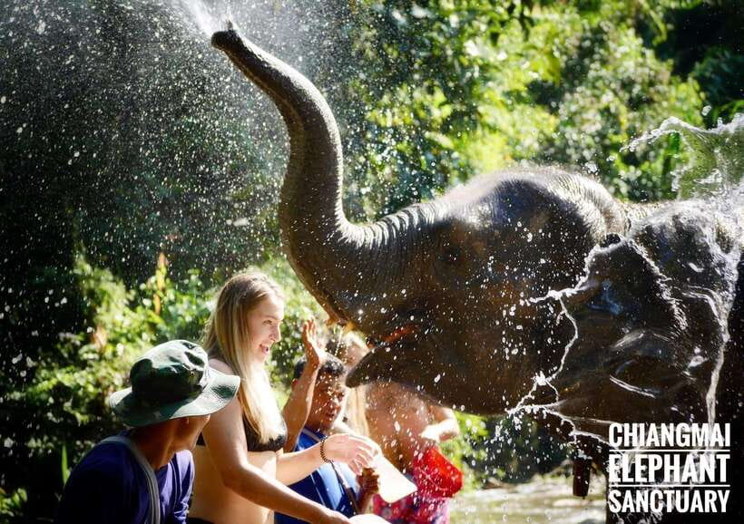 Exclusive experience half day with family giant animals - Traditional Thai lunch: when you need real fuel