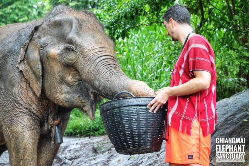 Exclusive experience half day with family giant animals - Who this Chiang Mai elephant sanctuary experience is best for