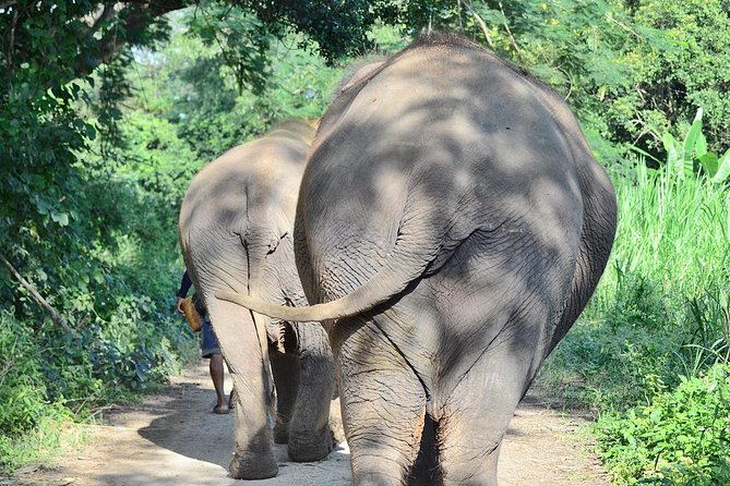 Experience Elephant Sanctuary + Sticky Waterfall - Key Things That Make This Tour Worth Your Time