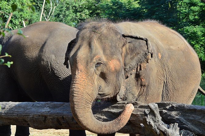 Experience Elephant Sanctuary + Sticky Waterfall - Who This Tour Suits Best (and Who Might Want Something Else)