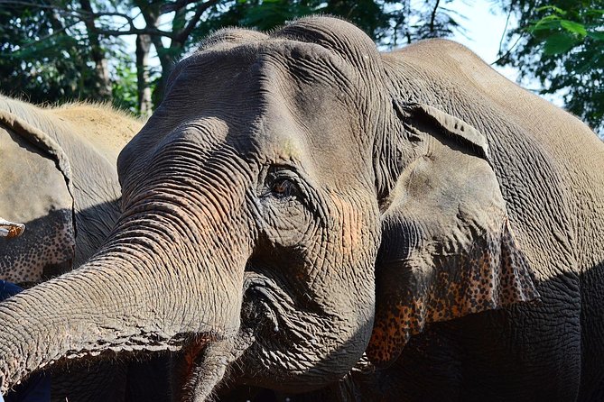 Experience Elephant Sanctuary + Sticky Waterfall - From Elephant Care to Sticky Waterfall: Plan for Stairs and Fun