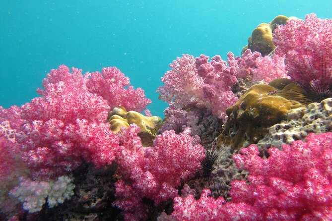 Experience the Koh Lipe Backyard including 5 Mysterious Islands - Stop-by-stop: 5 islands, different reasons to get in the water
