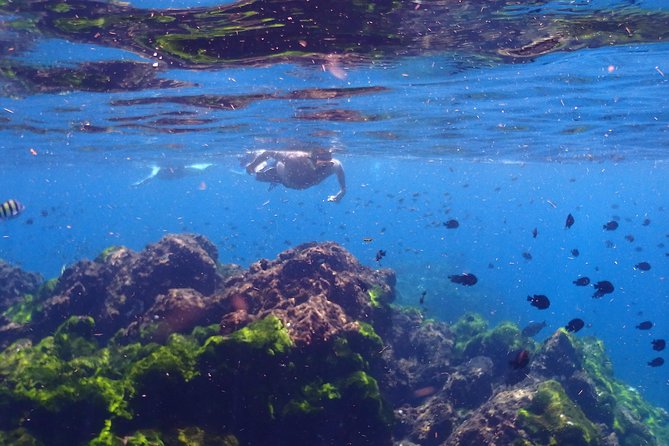 Explore Surin Islands: Ultimate Snorkeling Day Trip from Phuket - Surin Islands snorkeling from Phuket: what this day trip is really like