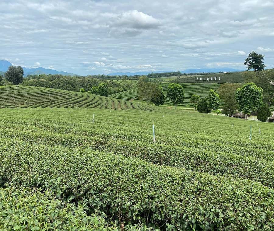 Explorer Border road and Nature ( Tea and Coffee ) - Key highlights to know before you go