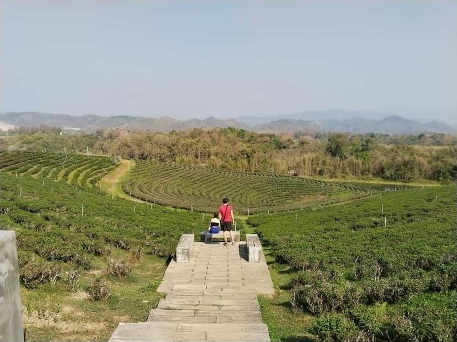 Explorer Border road and Nature ( Tea and Coffee ) - Mae Sai’s hilltop temple and glass skywalk