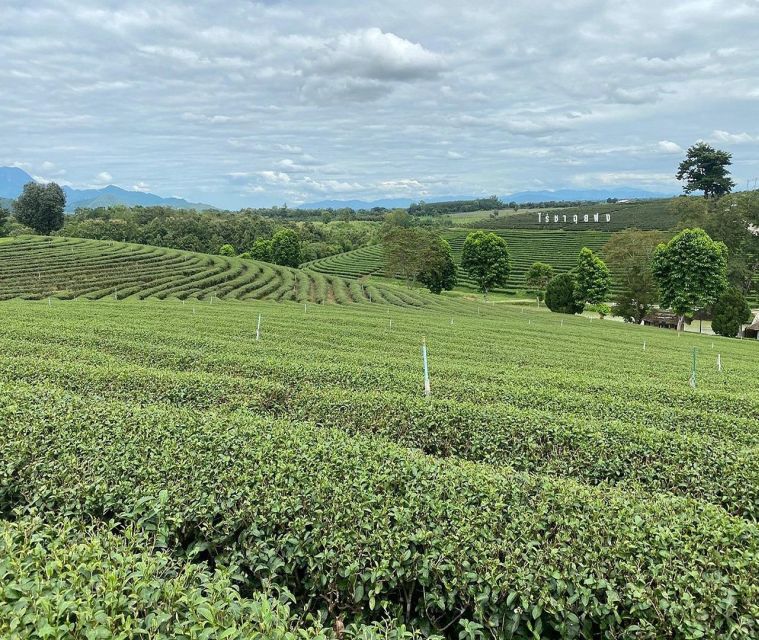 Explorer Border road and Nature ( Tea and Coffee ) - Golden Triangle and the Hall of Opium: where geography meets history