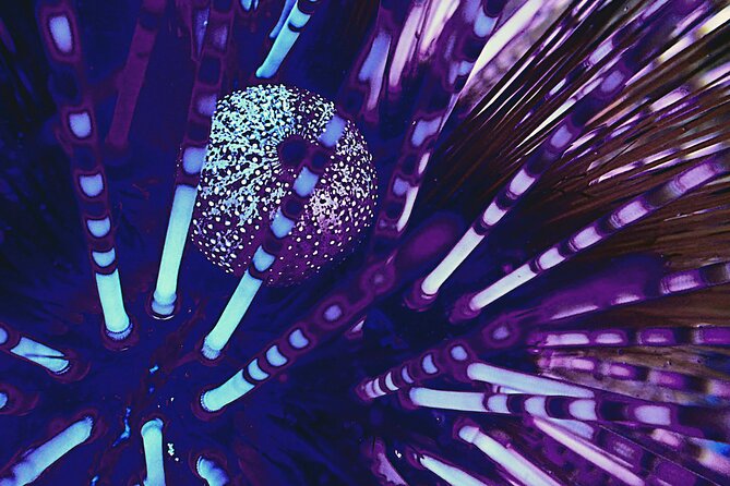Fluorescent snorkeling with ultraviolet flashlights - Key takeaways before you go
