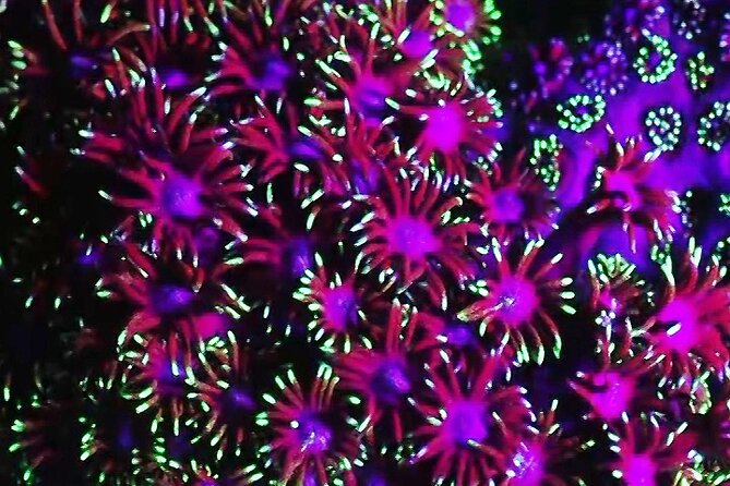 Fluorescent snorkeling with ultraviolet flashlights - Fluorescent corals on Koh Phangan: what you’re really seeing