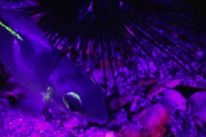 Fluorescent snorkeling with ultraviolet flashlights - Gear fitting and briefing: the difference between seeing glow and squinting