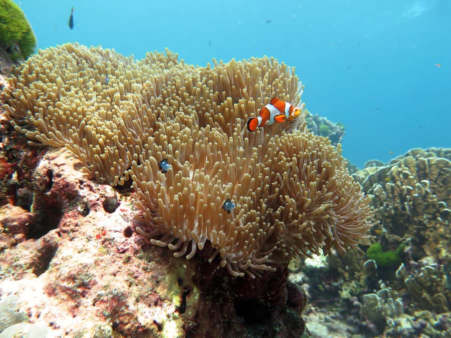 From Ao Nang: Similan Islands Boat Trip with Transfer & Food - The guide experience: names, helpfulness, and why it matters