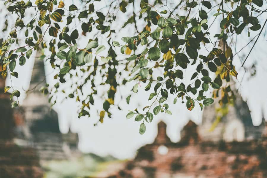 From Bangkok: Ayutthaya Ancient City Temple Tour - Practical Tips: Heat, Dress Code, and What to Carry