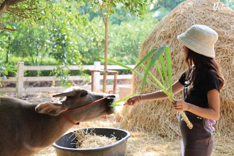 From Bangkok: Don Wai Market, Wat Samphran & Lotus Café Tour - Who should book this day trip