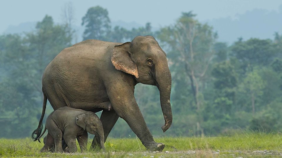 From Bangkok: ElephantsWorld Kanchanaburi 2-Day Experience - Key highlights you’ll feel quickly