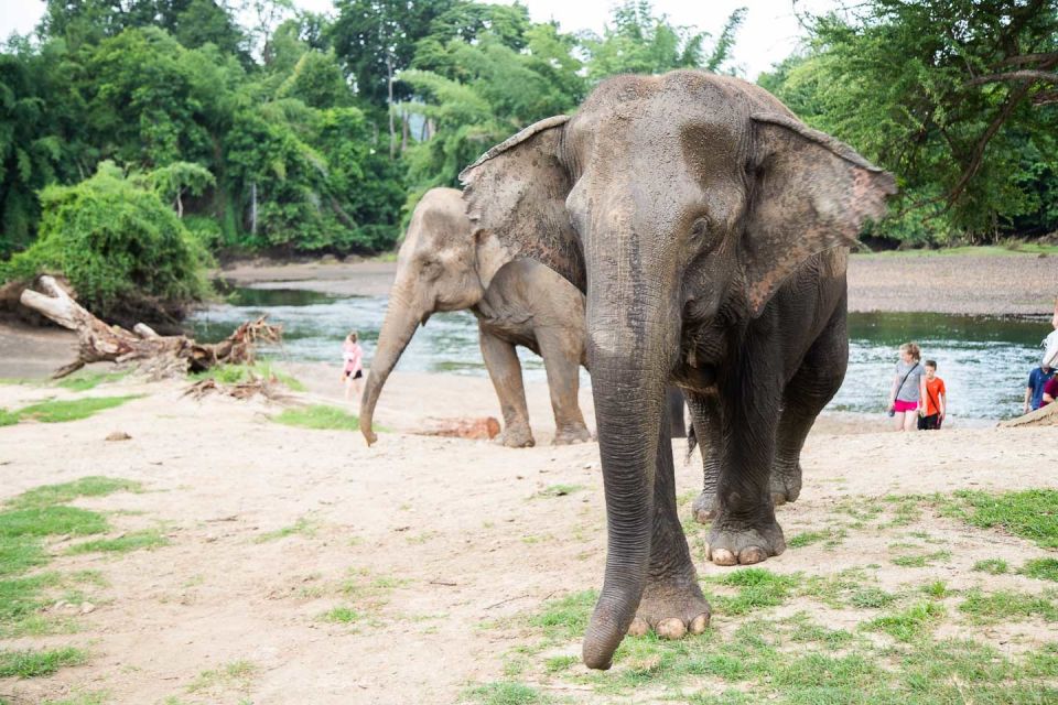 From Bangkok: ElephantsWorld Kanchanaburi 2-Day Experience - Price and value: what you’re really paying for at $411 per person