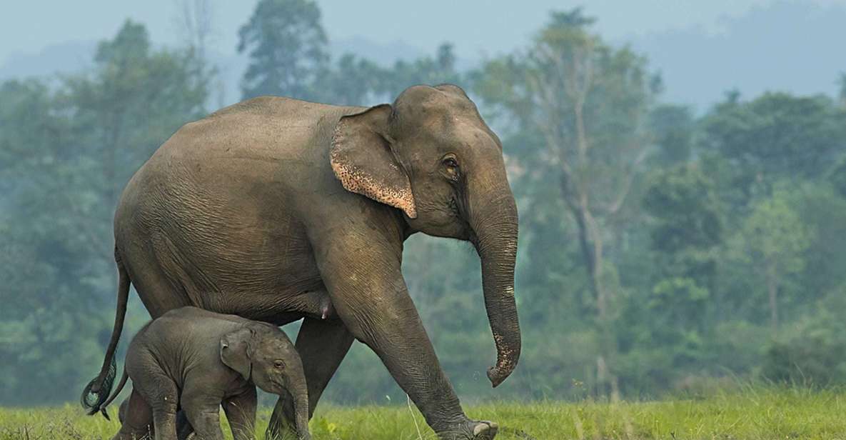 From Bangkok: ElephantsWorld Kanchanaburi 2-Day Experience - Bangkok pickup to Kanchanaburi: the early start that sets the pace