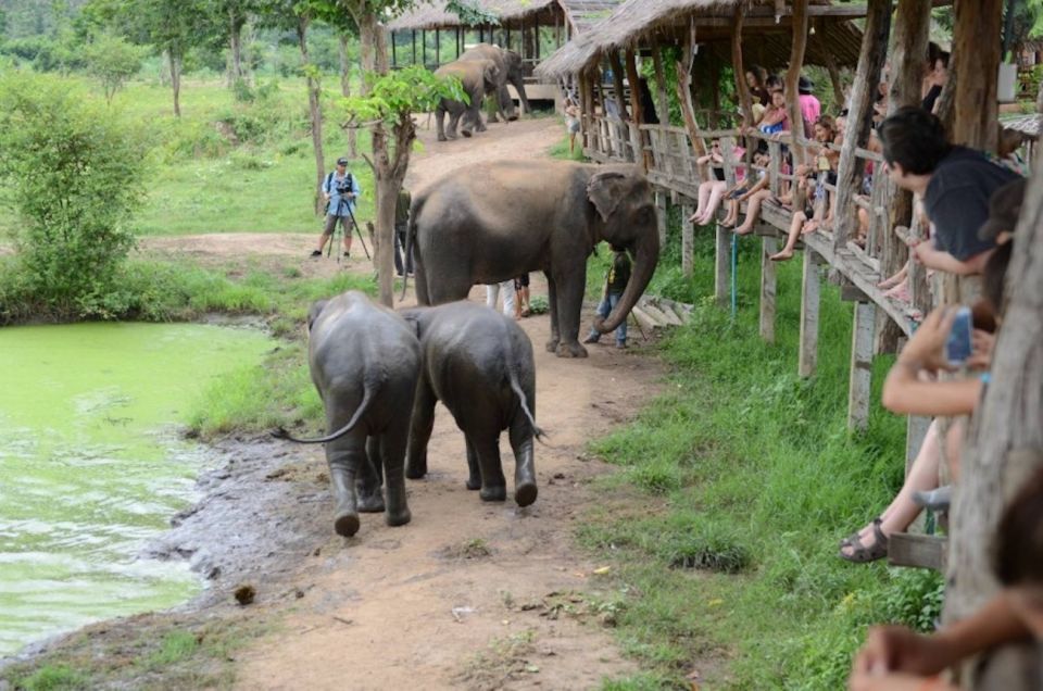 From Bangkok: ElephantsWorld Kanchanaburi 2-Day Experience - Food prep in the morning: making the meal before you feed