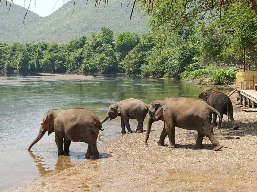 From Bangkok: ElephantsWorld Kanchanaburi 2-Day Experience - Entering ElephantsWorld: up close, but with real rules
