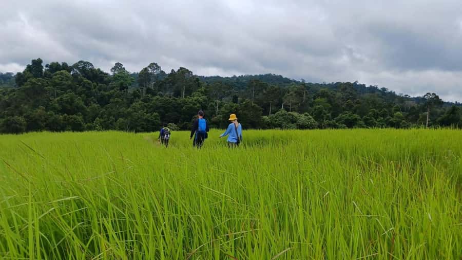 From Bangkok: Khao Yai National Park Jungle Trek with Lunch - Key highlights worth waking up for