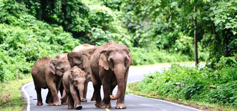 From Bangkok: Khao Yai Private Charter with Multiple Options - Private charter from Bangkok: what the 10-hour day really feels like