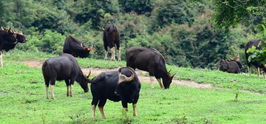 From Bangkok: Khao Yai Private Charter with Multiple Options - Midwinter Khaoyai, the Art Museum, and the photo-heavy “wander stops”