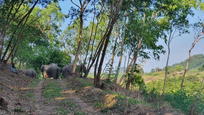 From Bangkok: Living Green Elephant Sanctuary Day Trip - Key things that make this trip worth your time