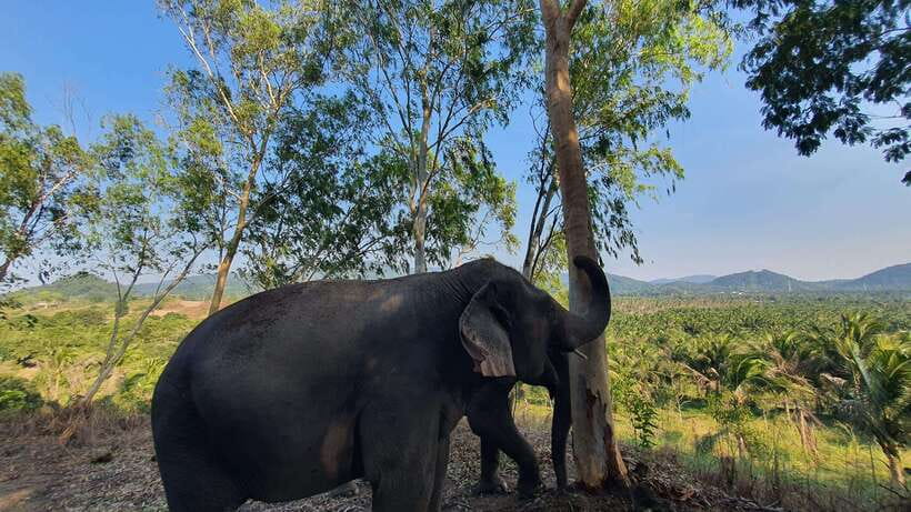From Bangkok: Living Green Elephant Sanctuary Day Trip - Living Green Elephant Sanctuary from Bangkok: What the day feels like