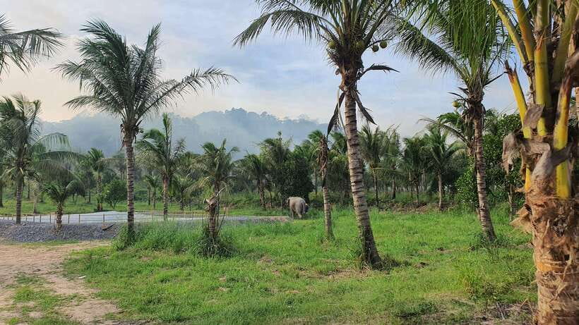From Bangkok: Living Green Elephant Sanctuary Day Trip - Lunch and the calm before elephant feeding