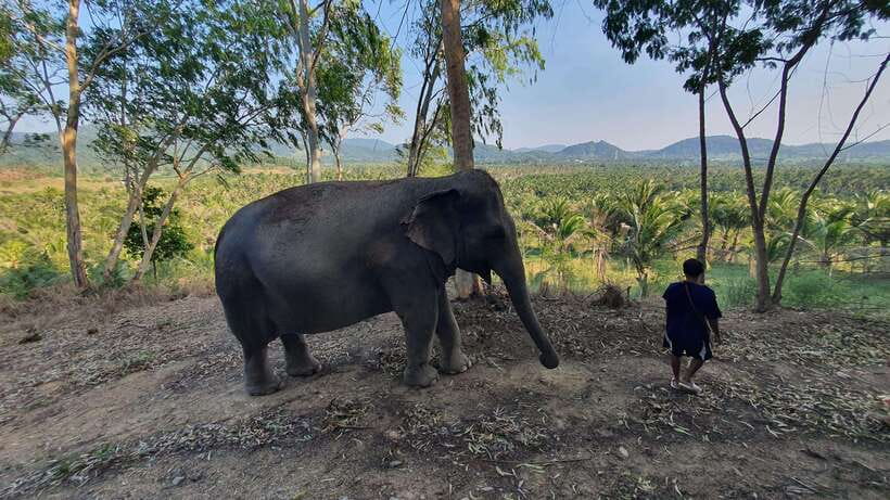 From Bangkok: Living Green Elephant Sanctuary Day Trip - Showers, toilets, and the rest of your day
