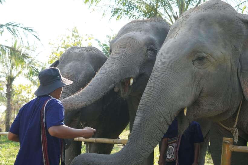 From Bangkok: Living Green Elephant Sanctuary Day Trip - Getting there from Bangkok: pickup options and the van reality check