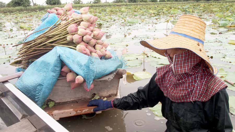 From Bangkok: Mahasawat Canal and farm with Lunch - Quick Highlights That Make This Day Worth It