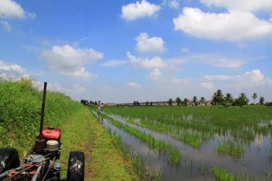 From Bangkok: Mahasawat Canal and farm with Lunch - Orchid Farm + Fruit Orchards: Export Business Meets Better Prices