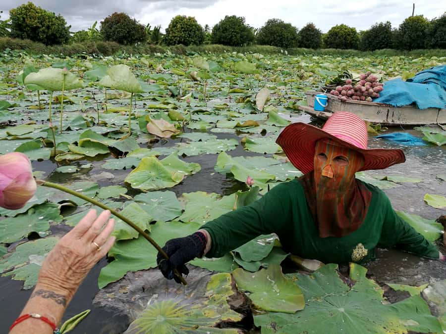 From Bangkok: Mahasawat Canal and farm with Lunch - Lunch by Water + Coffee Break at a Farm Café