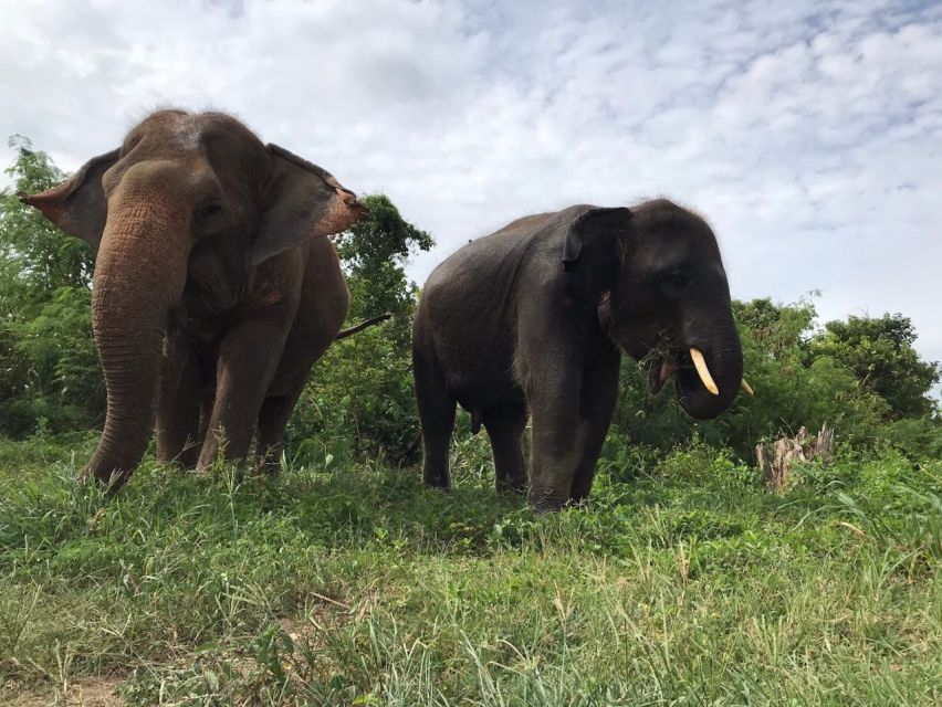 From Bangkok: Pattaya Ethical Elephant Sanctuary Day Trip - Key Points You’ll Care About