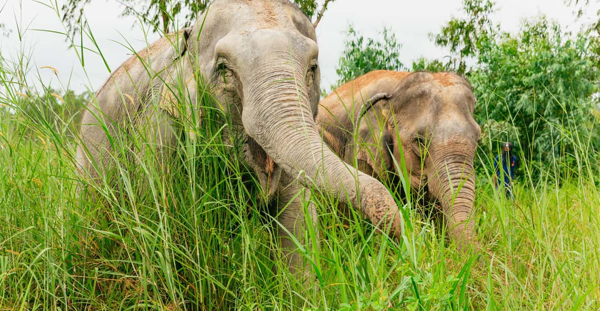 From Bangkok: Pattaya Ethical Elephant Sanctuary Day Trip - A Bangkok Escape That Still Feels Like Real Thailand