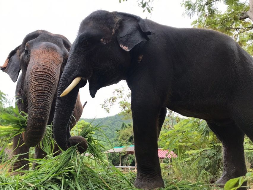 From Bangkok: Pattaya Ethical Elephant Sanctuary Day Trip - Mud Spa and the River Bath: The Water Time Is the Main Event