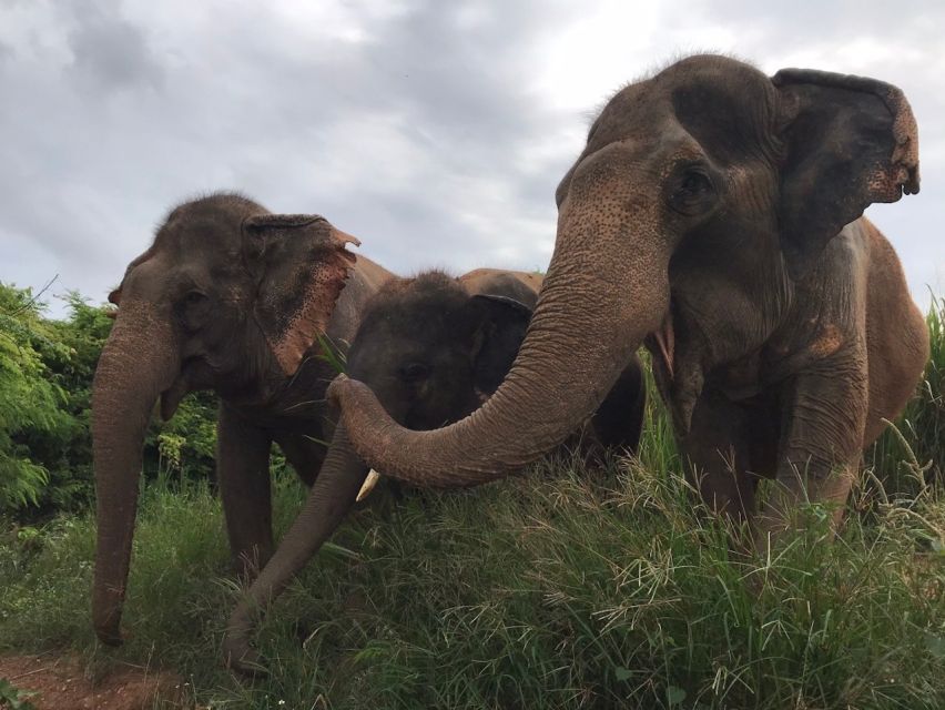 From Bangkok: Pattaya Ethical Elephant Sanctuary Day Trip - The Ethics Check: What Looks Ethical, and What You Should Watch For