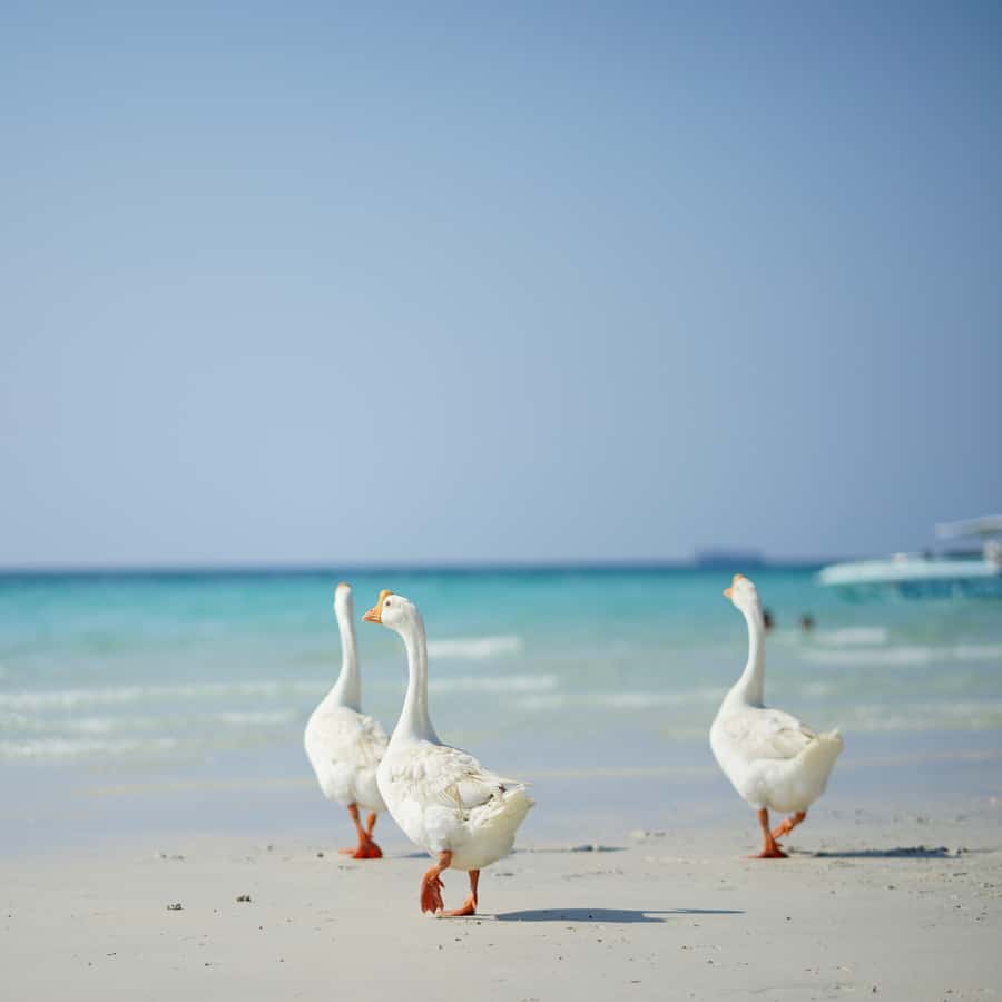 From Bangkok: Pattaya Island Trip with Drone Photos - Key highlights worth marking on your map