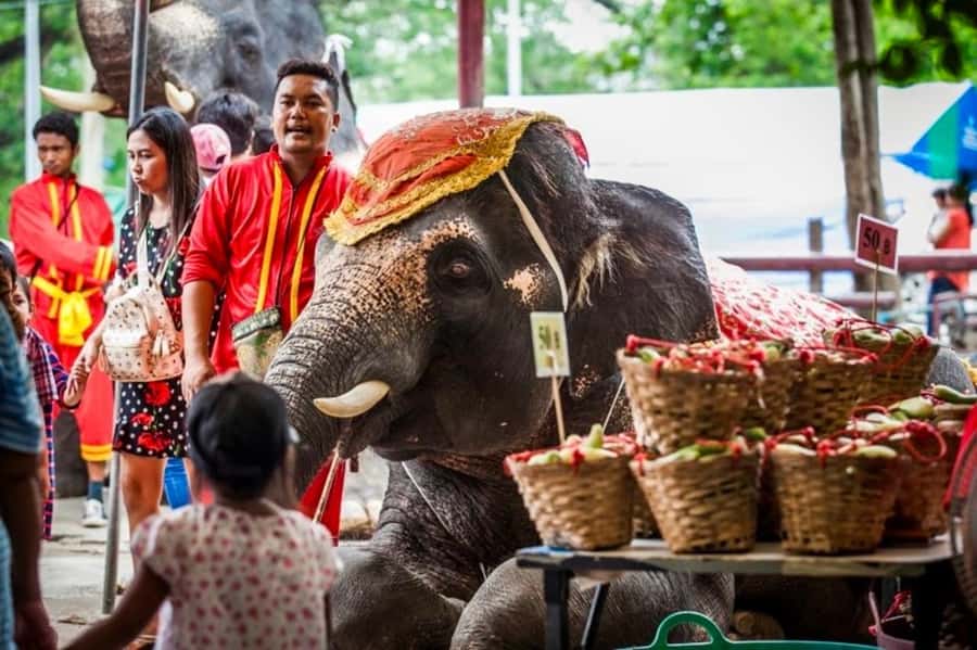 From Bangkok: Private Guided Ayutthaya Day Tour - Elephant Village Visit: up-close Giants, Ride Optional