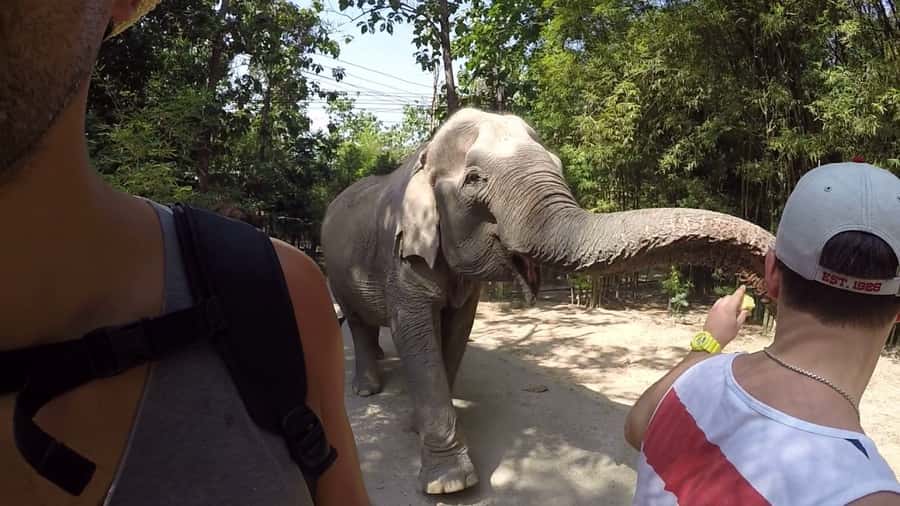 From Bangkok: Wildlife Rescue and Elephant Rescue Tour - A Long Bangkok-to-Sanctuary Day (and Why It’s Worth the 6:30 AM Start)