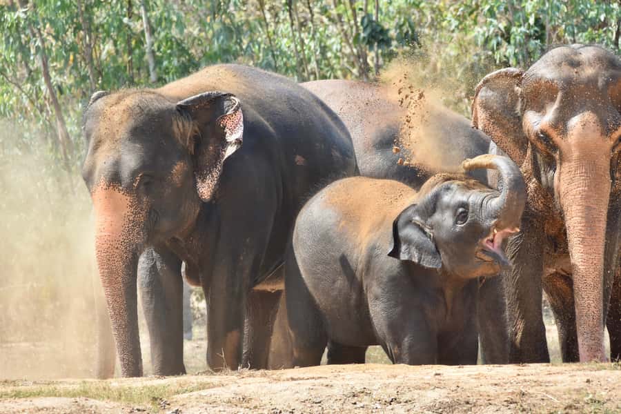 From Bangkok: Wildlife Rescue and Elephant Rescue Tour - Private Hotel Pickup and the Ride That Sets the Tone