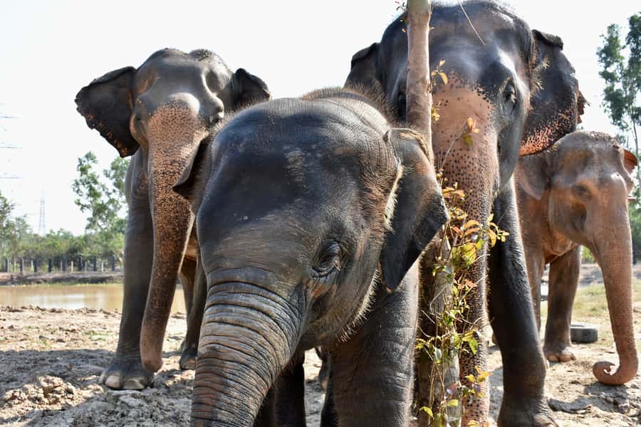 From Bangkok: Wildlife Rescue and Elephant Rescue Tour - Elephant Refuge Time: Stories, Personalities, and the Part You Should Pay Attention To