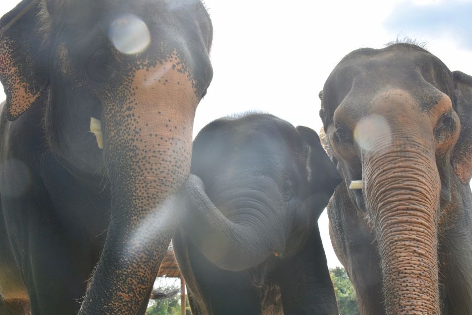 From Bangkok: Wildlife Rescue and Elephant Rescue Tour - How Big Is the Group, Really? The 12-Participant Promise vs. What You Might Feel