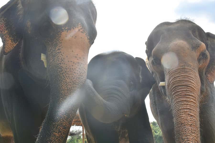 From Bangkok: Wildlife Rescue and Elephant Rescue Tour - Price and Value at $167: What You’re Really Paying For